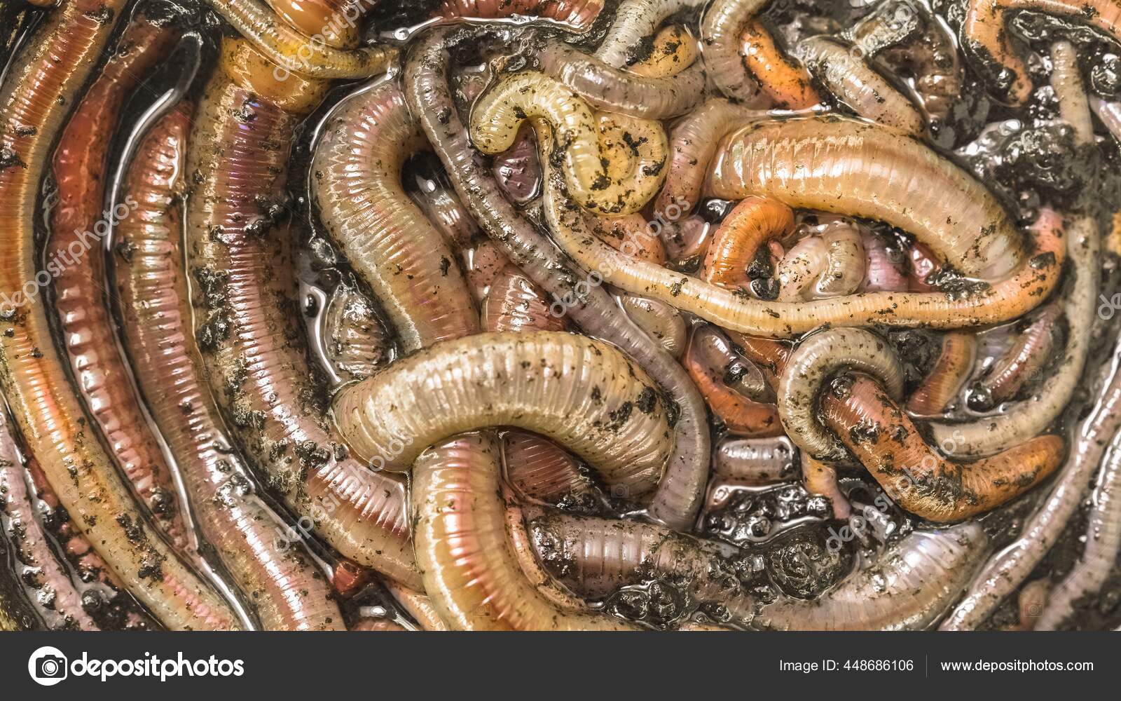 Many Earthworms Crawling Together Close Photo Stock Photo by