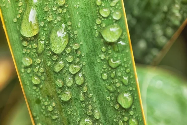 Leaf Ground Covered Raindrops Coseup — Stock Photo, Image
