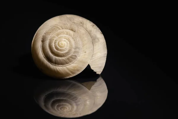 Invólucro Vazio Fundo Escuro Fechar Foto — Fotografia de Stock