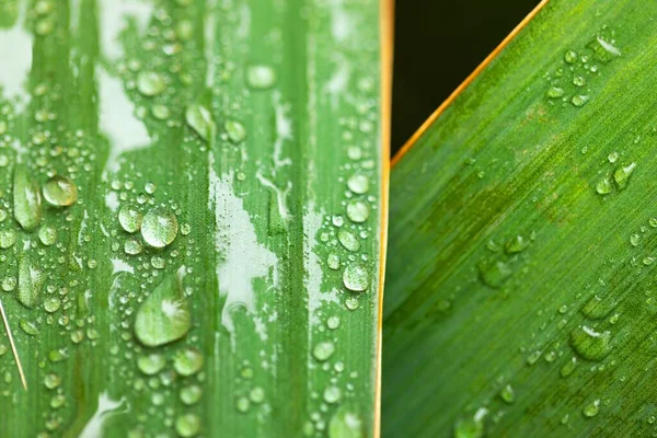 Leaf Ground Covered Raindrops Coseup — Stock Photo, Image