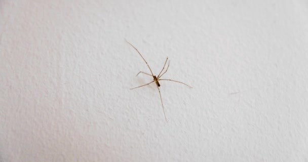 Spider Αναρρίχηση Στον Τοίχο Closeup Μακροεντολή Πλάνα — Αρχείο Βίντεο