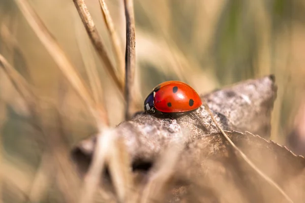 Yedi benekli uğur böceği çimenlerde — Stok fotoğraf