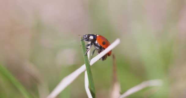 Yedi benekli uğur böceği çimenlerde — Stok video