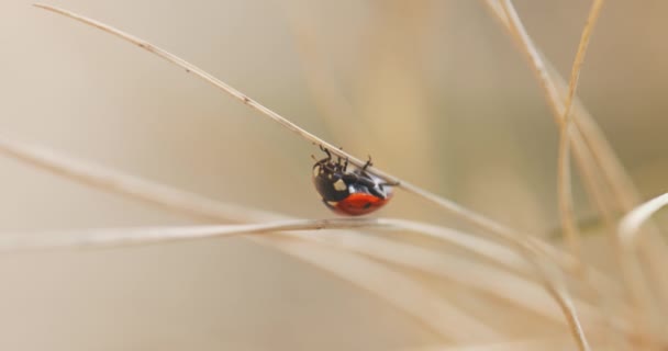 草の中の7つの斑点テントウムシ — ストック動画