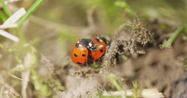 Seven spotted ladybug in the grass — Stock Video