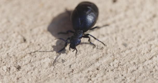Großer schwarzer Käfer auf dem Boden — Stockvideo