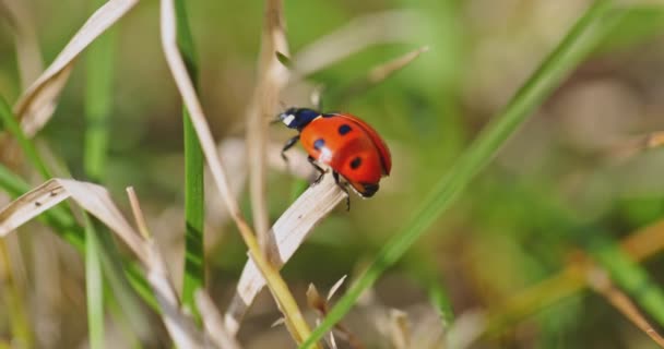 Zeven gevlekte lieveheersbeestjes in het gras — Stockvideo