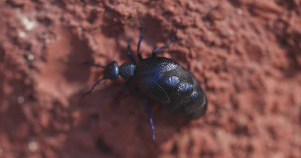 Big black beetle walking on the ground — Stock Video