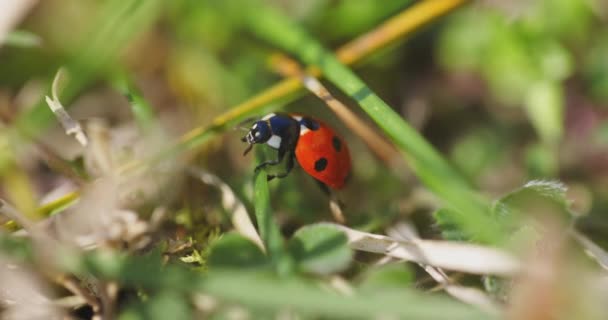 Zeven gevlekte lieveheersbeestjes in het gras — Stockvideo