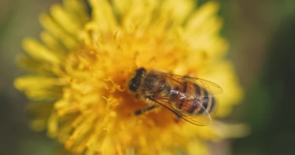 Abelha coletando néctar de flor amarela imagens de câmera lenta — Vídeo de Stock