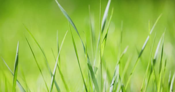 Трава, выдуваемая замедленным ветром — стоковое видео