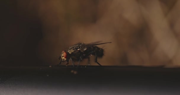 Fly crawling on surface close seup macro footage — стоковое видео