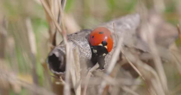 Siete mariquita manchada en la hierba — Vídeo de stock