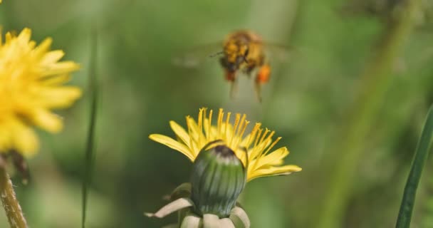Pszczoła zbierająca nektar z żółtego kwiatu slow motion — Wideo stockowe