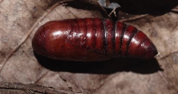 Cocon d'insectes se déplaçant et se tordant sur le sol — Video