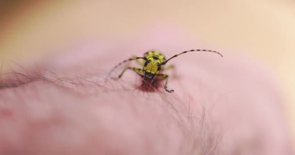 Kumbang Longhorn merangkak dengan tangan tertutup. — Stok Video