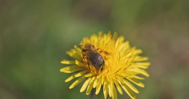 Bin samlar nektar från gula blommor slow motion-filmer — Stockvideo