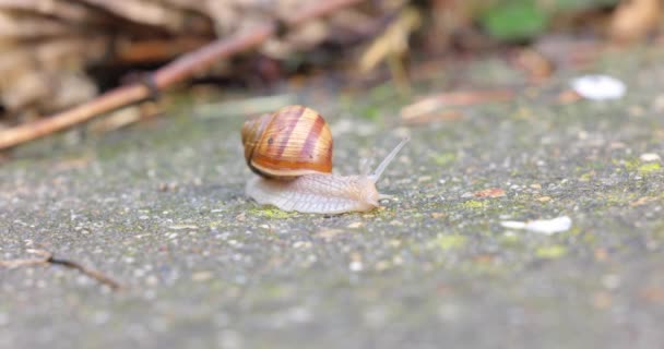 Small snail crawling after rain on the ground — Stock Video