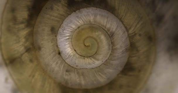 Bentuk melingkar gerakan spiral tak berujung dengan tekstur shell — Stok Video