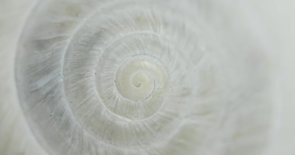 Forma circular movimiento espiral sin fin con textura de concha — Vídeo de stock