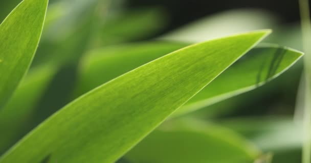 Wind waait vers groen blad closeup — Stockvideo