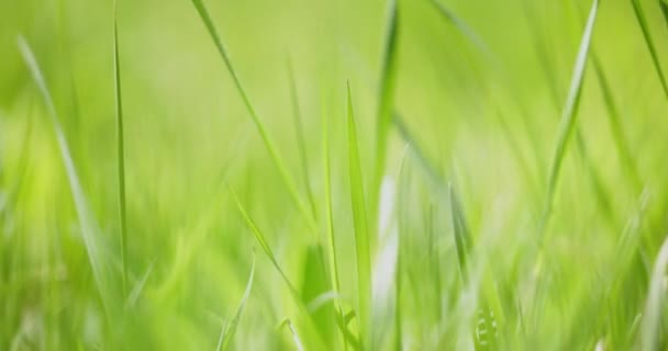 Трава, выдуваемая замедленным ветром — стоковое видео