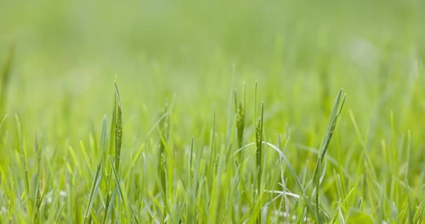 Grass blown by the wind slow motion footage — Stock Video