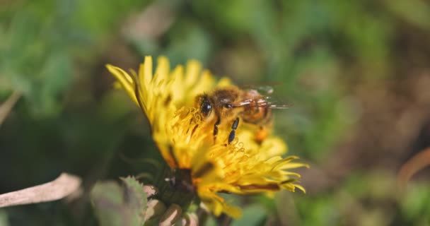 Ape raccolta di nettare da fiore giallo al rallentatore filmato — Video Stock