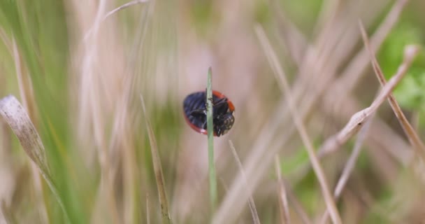 Zeven gevlekte lieveheersbeestjes in het gras — Stockvideo