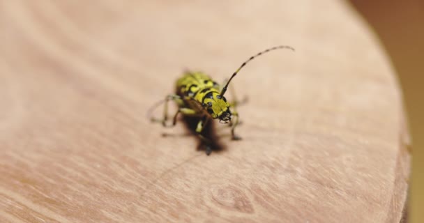 Longhorn kever kruipend op boomstam close-up — Stockvideo