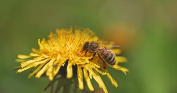 Bijen verzamelen nectar van gele bloem slow motion beelden — Stockvideo