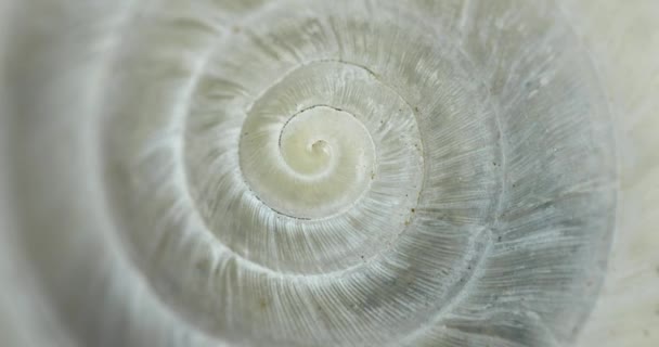 Kreisförmige Form endlose Spiralbewegung mit Muschelstruktur — Stockvideo