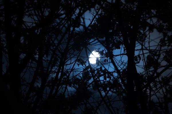 Θολωμένος νυχτερινός ουρανός με κλαδιά και σεληνόφως — Φωτογραφία Αρχείου