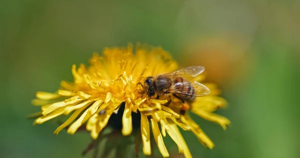 Méhgyűjtés nektár sárga virág — Stock Fotó