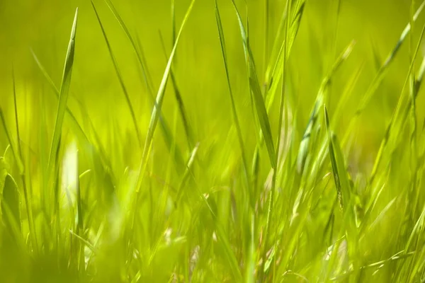 新鲜绿草为背景纹理 — 图库照片