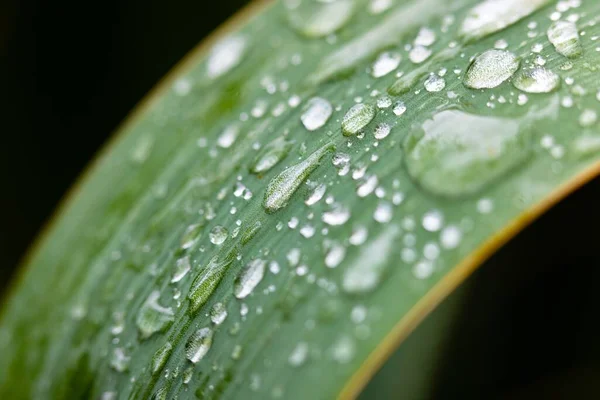 Fresh green plant leaf closeup photo — Stock Photo, Image