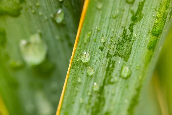 Čerstvé zelené rostlinné listy detailní fotografie — Stock fotografie