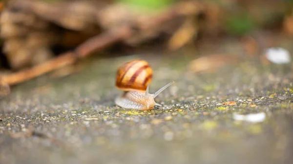 Small snail crawling after rain on the ground — Stock Photo, Image