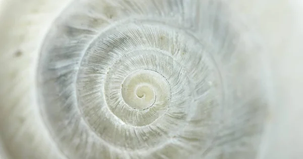 Biała Okrągła skorupa zbliżenie mały ślimak — Zdjęcie stockowe