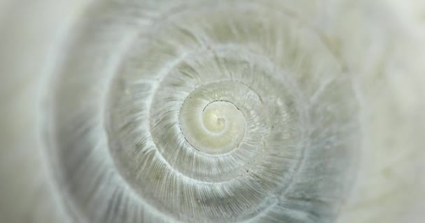 Forma circular movimento espiral sem fim com textura shell — Vídeo de Stock