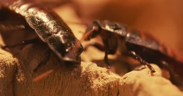 Gran cucaracha en el suelo material de primer plano — Vídeo de stock