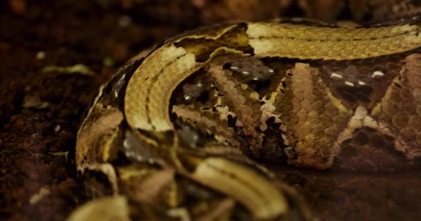 Penutup dari viper berwarna-warni di tanah — Stok Video