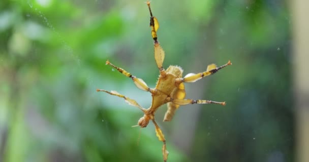 Margen alado palo insecto primer plano material de archivo — Vídeo de stock