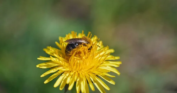 Arı sarı çiçekten nektar topluyor. — Stok fotoğraf
