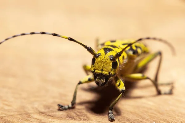 Laubholzbockkäfer krabbelt in Großaufnahme auf Baumstamm — Stockfoto