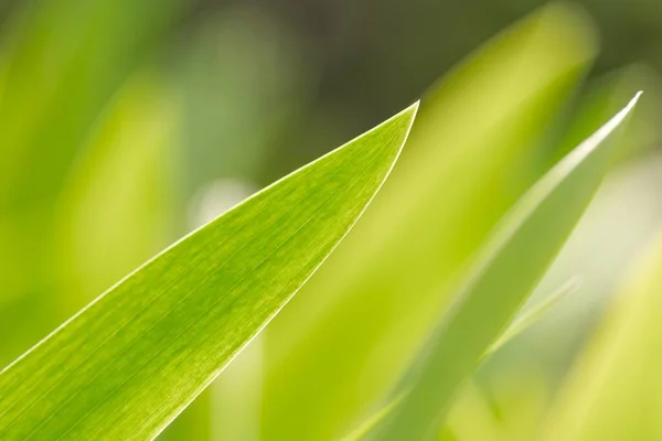 Friss zöld növény levél közelkép — Stock Fotó