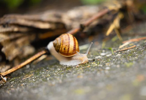 Petit escargot rampant après la pluie sur le sol — Photo