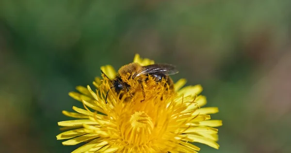 Méhgyűjtés nektár sárga virág — Stock Fotó