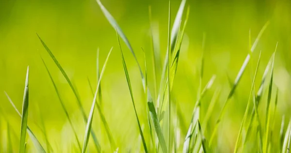 Färskt grönt gräs som bakgrund struktur — Stockfoto