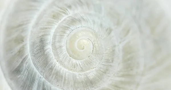 White Circular shell closeup of small snail — Stock Photo, Image